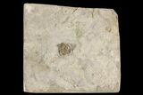 Bargain, Enrolled Mississippian Trilobite (Ameropiltonia) - Missouri #78004-1